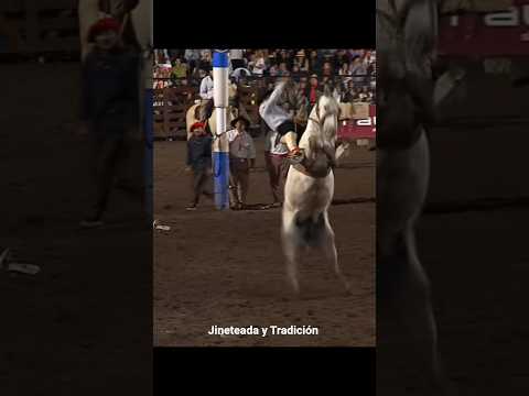 Emiliano Molina vs "El Cambichero" de Arruza #jesusmaria #argentina #jineteadas #traditional #horse