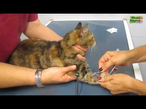 Taking a blood sample from a cat