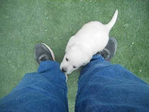 zero at 4 weeks of age
