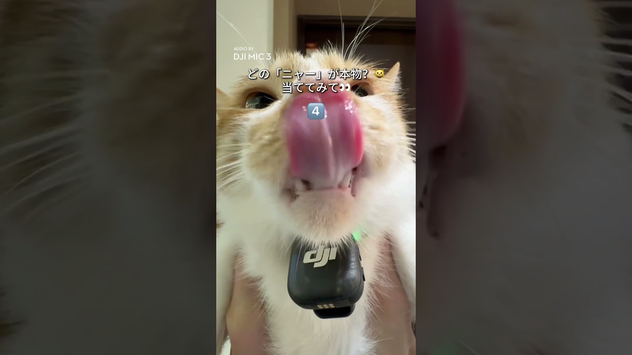 どの「ニャー」が本物？🐱📢 当ててみて👀 #djimic3 ｜猫動画