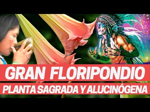 , title : 'FLORIPONDIO, BRUGMANSIA BORRACHERO: PLANTA ALUCINÓGENA SAGRADA Y MEDICINAL Medicina prehispánica.'