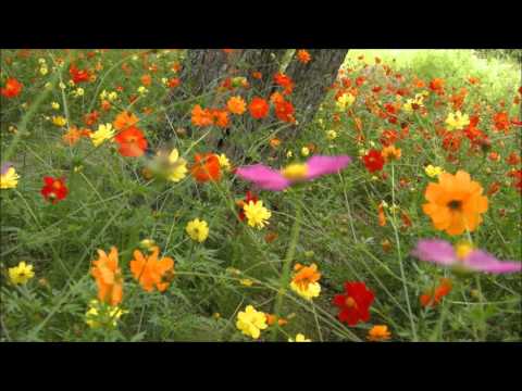download lagu mp3 mp4 Did You Not Hear My Lady, download lagu Did You Not Hear My Lady gratis, unduh video klip Did You Not Hear My Lady