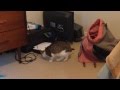 Cat Scared Of Printer