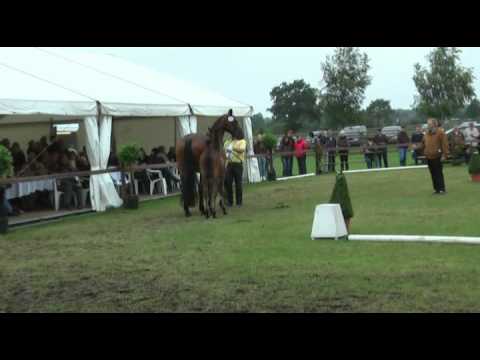 Sudweyher Fohlenschau 2011 - Kat.-Nr. 20: Stutfohlen v. Landstreicher - Accord II - Gotthard