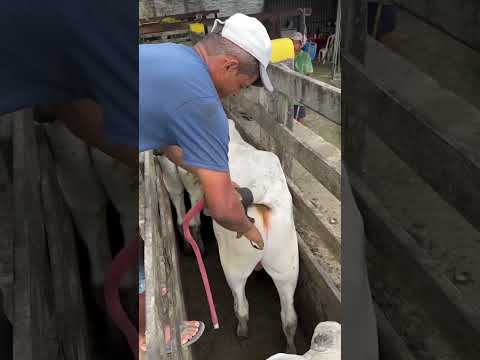 Como se coloca o protetor de calda no boi! Parabéns aos profissionais do curral!