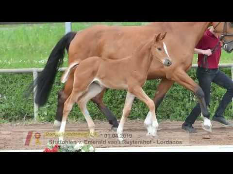 Fohlen von Emerald van het Ruytershof - Lordanos