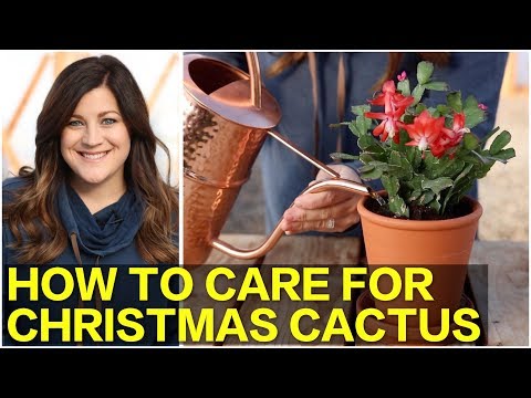 , title : 'How to Care for Christmas Cactus 🌵🎄  // Garden Answer'