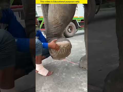 😭 அழுது கொண்டு இருந்த யானை