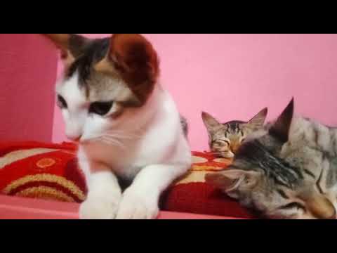 my cat❤️ (pc ta vainga pella🙂)