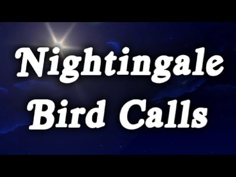 ▶️ The Nightingale Sound Effect. Nightingale Singing. Nightingale Bird Whistling. 12 Hours. 🌏