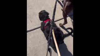 Video preview image #1 Black Mouth Cur-Poodle (Standard) Mix Puppy For Sale in Grafton, WI, USA