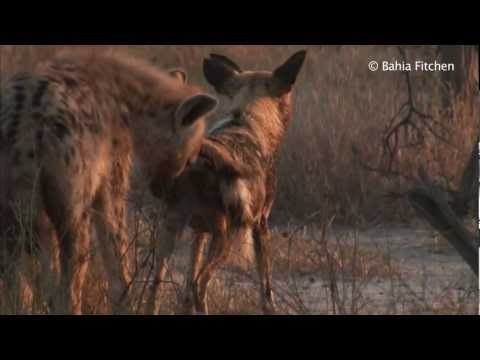 Thumbnail for Solo: The Wild Dog by Wild Dogs