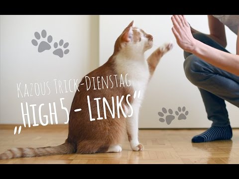 High Five - linke Pfote | Kazous Trick-Dienstag #8
