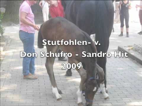 Fohlenbrennen 2-7-2009