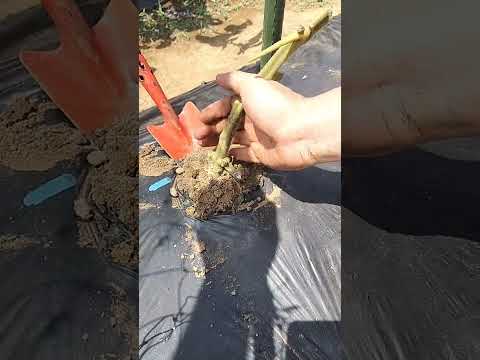 トマトと組み合わせる野菜は何ですか？そしてハーブの最高の仲間は？  庭園