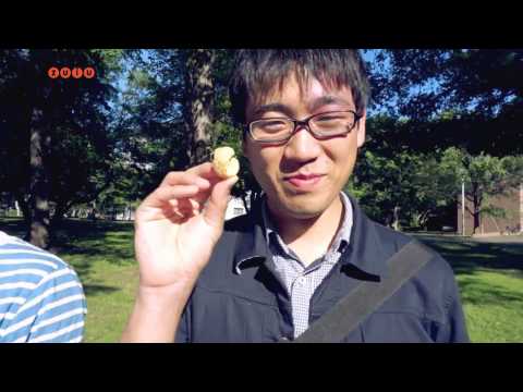 Zulus Japantest - Flæskesvær