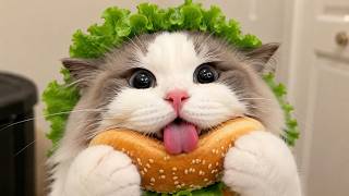 猫の面白い動画 😹🐱 | 今日も元気いっぱいのかわいい猫たち