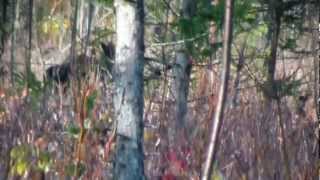 preview picture of video 'Jackman, Maine Moose Hunt 2012'