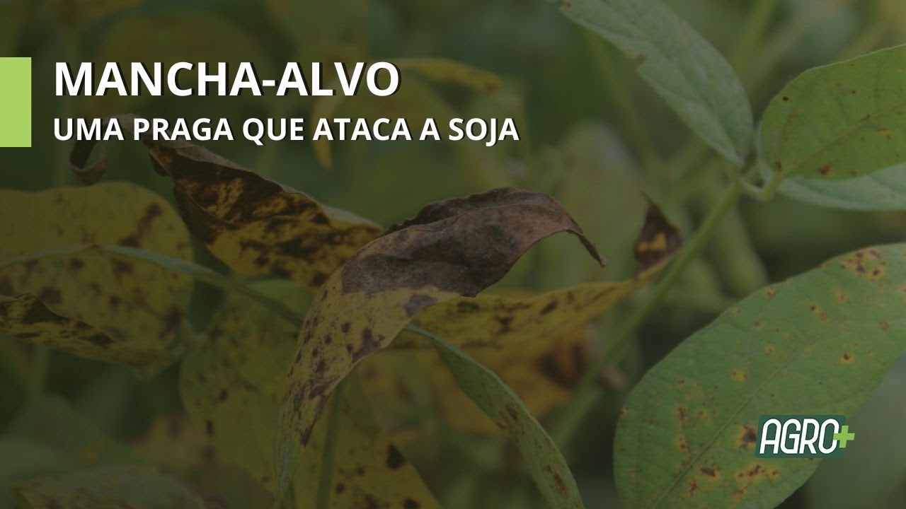 Mancha-alvo cresceu 33% nas safras 2018/2019 e 2023/2024