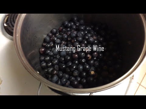download lagu mp3 mp4 Wild Mustang Grape Wine Recipe, download lagu Wild Mustang Grape Wine Recipe gratis, unduh video klip Wild Mustang Grape Wine Recipe