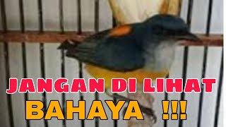 Download lagu KEMADE BUNGA API, pancingan kemade terbaik mp3 Download lagu KEMADE BUNGA API, pancingan kemade terbaik mp3