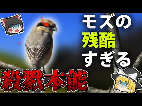 IUCN分類における絶滅の危険性を示す図。