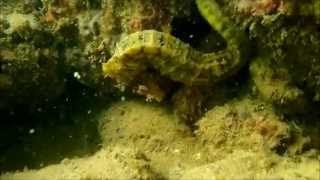 Mergulho de Praia - Bacutia - Guarapari - ES