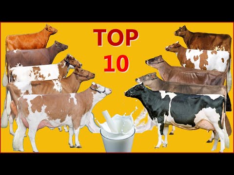 , title : 'أفضل 10 سلالات الأبقار الأكثر انتاجاً للحليب حول العالم'