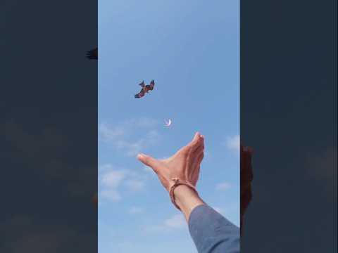 The falcon attack pigeon par the peregrine falcon #pigeon #bird #birdslover #shorts #youtubeshorts