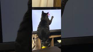 ナッツがハマった猫の喜ぶ動画