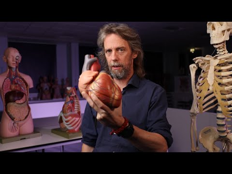 Bainbridge reflex or atrial stretch reflex anatomy