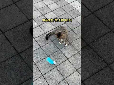 고양이 제대로 놀이주기ㅋㅋㅋㅋ