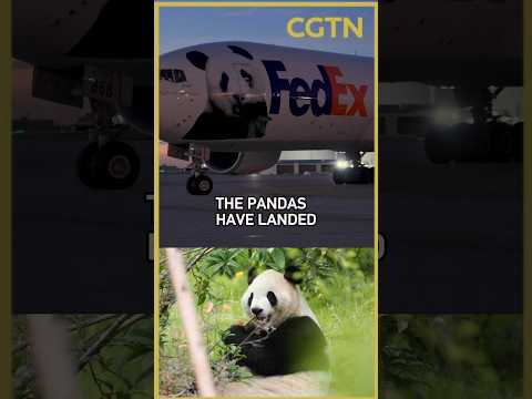 Two giant pandas arrive in Atlanta, US