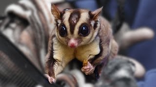 STINKY SUGAR GLIDERS