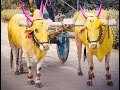 Bailpola best video 2020 | Bhugaon Bailpola | Rutik Chondhe (savkar)  | Nad Ninadala | kirankandhare