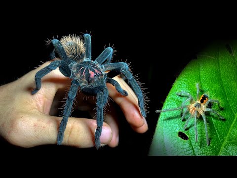 Monstrous tarantulas in a Colombian jungle