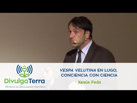 Vídeo: Vespa velutina en Lugo, conciencia con ciencia