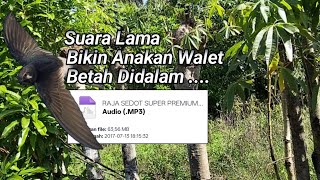 Download lagu Suara lama bikin anakan walet betah didalam _ raja sedot super premium - bapbuf_1 mp3