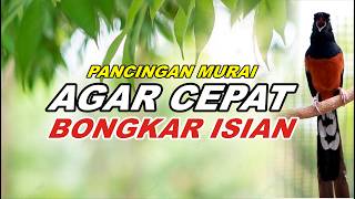 Download lagu Pancingan Murai Batu Bongkar Isian Tembakan Panjang Murai Apapun Pasti Nyaut Gacor mp3