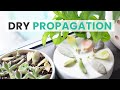 SUCCULENT DRY PROPAGATION THE EASIEST WAY TO PROPAGATE SUCCULENTS