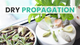 SUCCULENT DRY PROPAGATION | THE EASIEST WAY TO PROPAGATE SUCCULENTS