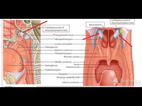 Muscles of soft palate 3