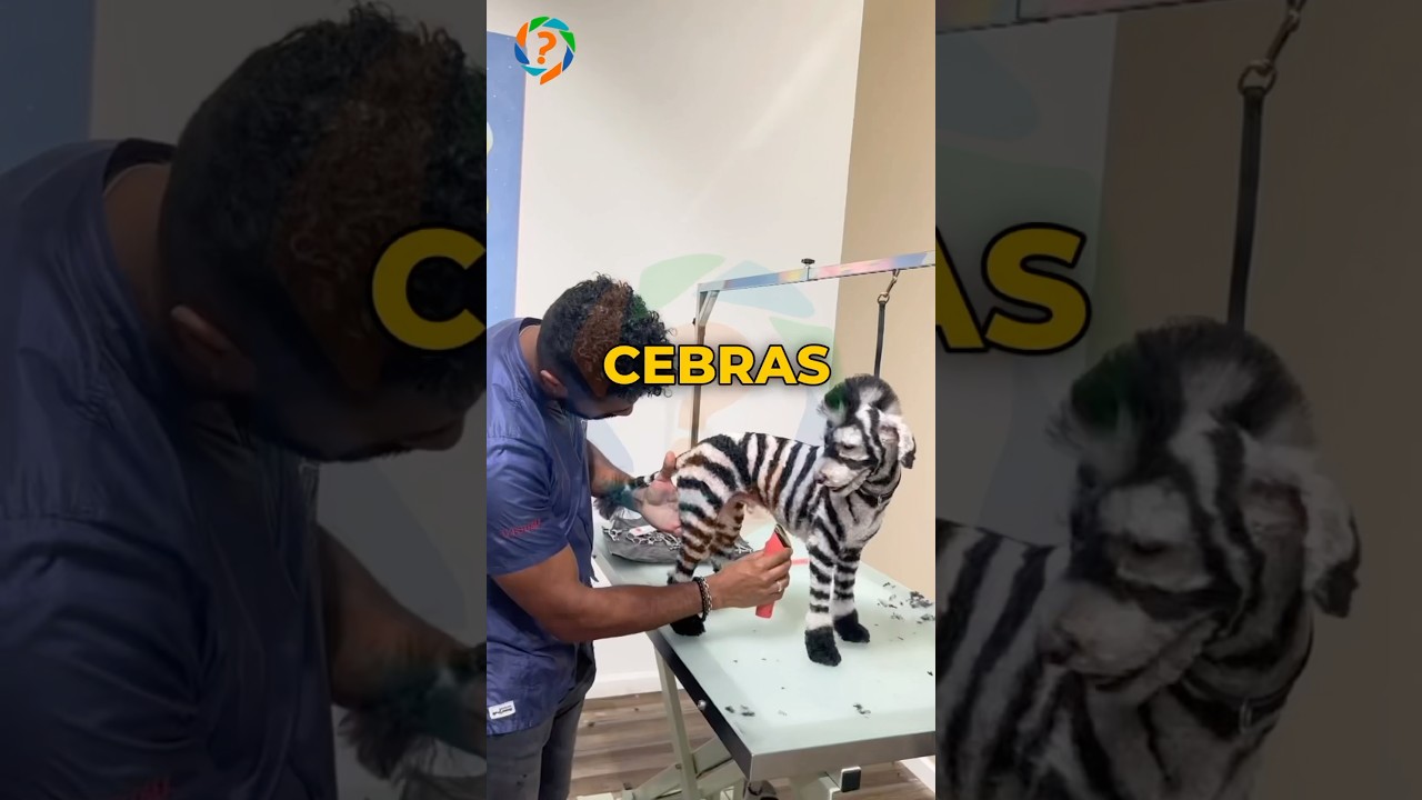 ¡¡PERROS PINTADOS DE CARICATURAS!!☝️😨😱/ #cosasextrañas #datoscuriosos #curiosidades