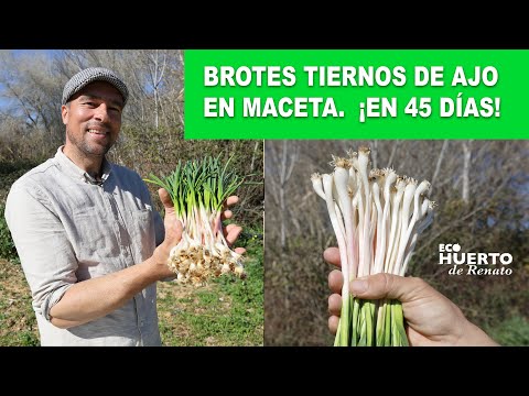, title : 'BROTES TIERNOS DE AJO EN MACETA ¡EN 45 DÍAS!'
