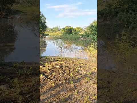 riacho da fazenda jatoba município de carnaubeira da penha Pernambuco Brasil.