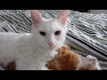 LaPerm de Pelo Corto - La Perm Cat love