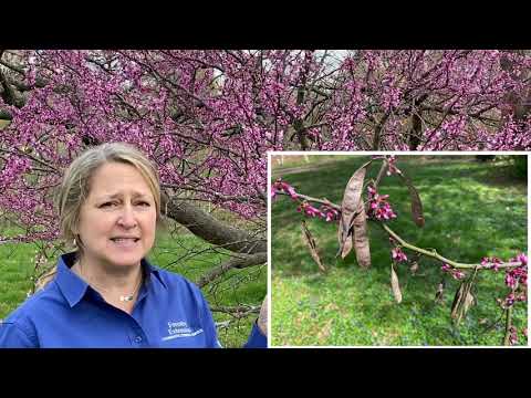 Tree of the Week: Eastern Redbud