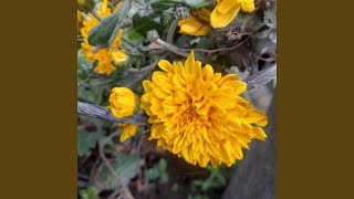 Download lagu Lembaran Cinta Telah Tertutup mp3