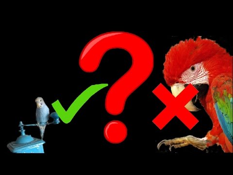 A Parrot for a First-Timer