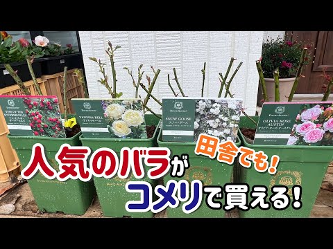 低木バラ 'スーベニール ドゥ ラ マルメゾン' 植物